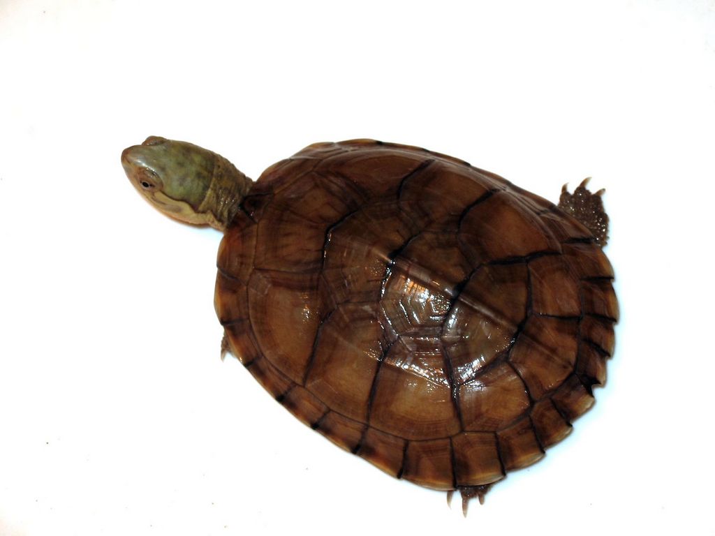  p>腊戍拟水龟是属于淡水龟科的一种动物.