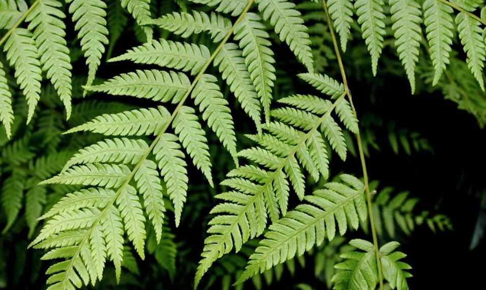  p>阴生桫椤(学名: i>alsophila latebrosa /i>),为真蕨目 a href="#"