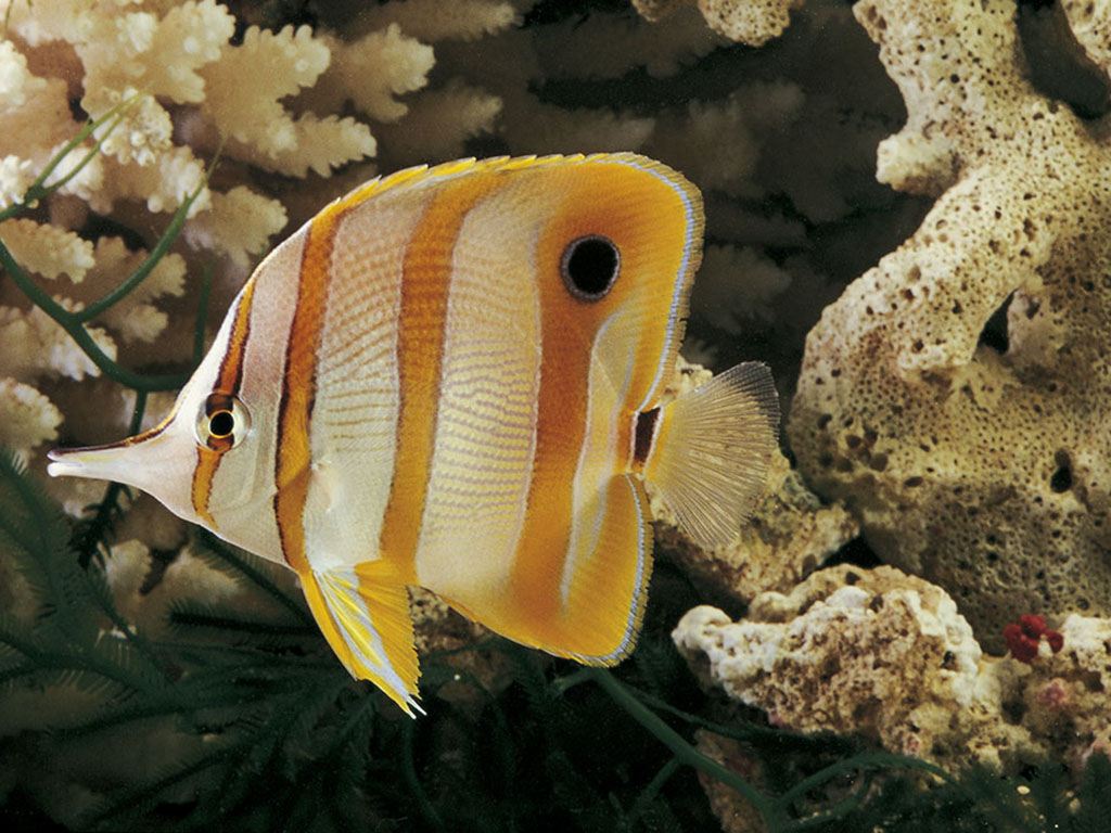  p>美蝴蝶鱼,chaetodon wiebeli kaup, a href="#" data-lemmaid="