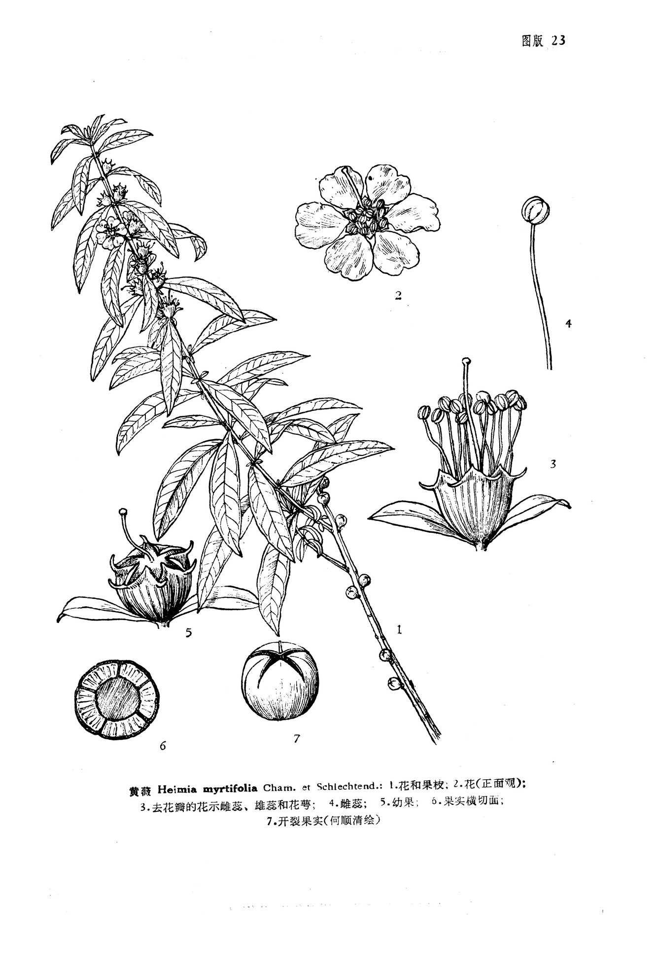 link)是 a href="#" data-lemmaid="6725713">千屈菜科 /a>下一个属