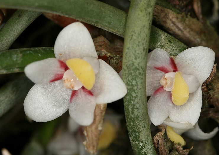  p>管叶牛角兰(学名: i>ceratostylis subulata /i>  bl.