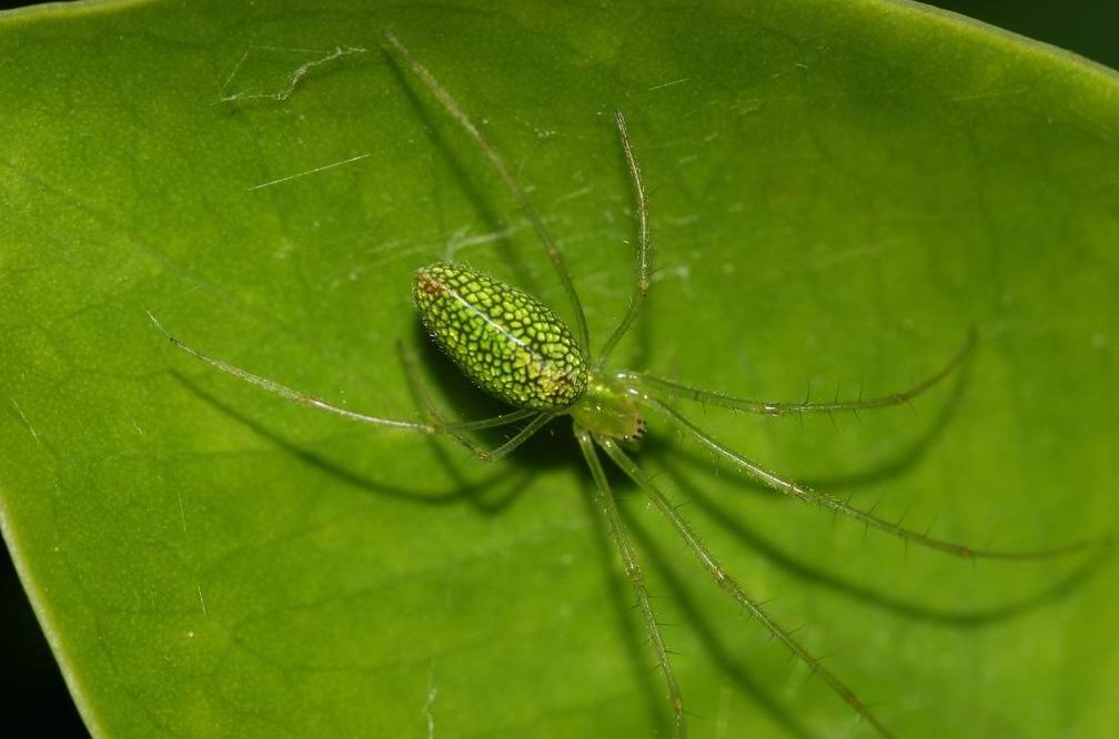 寄主昆虫为叶蝉,棉蚜, a target="_blank" href="/item/小造桥虫