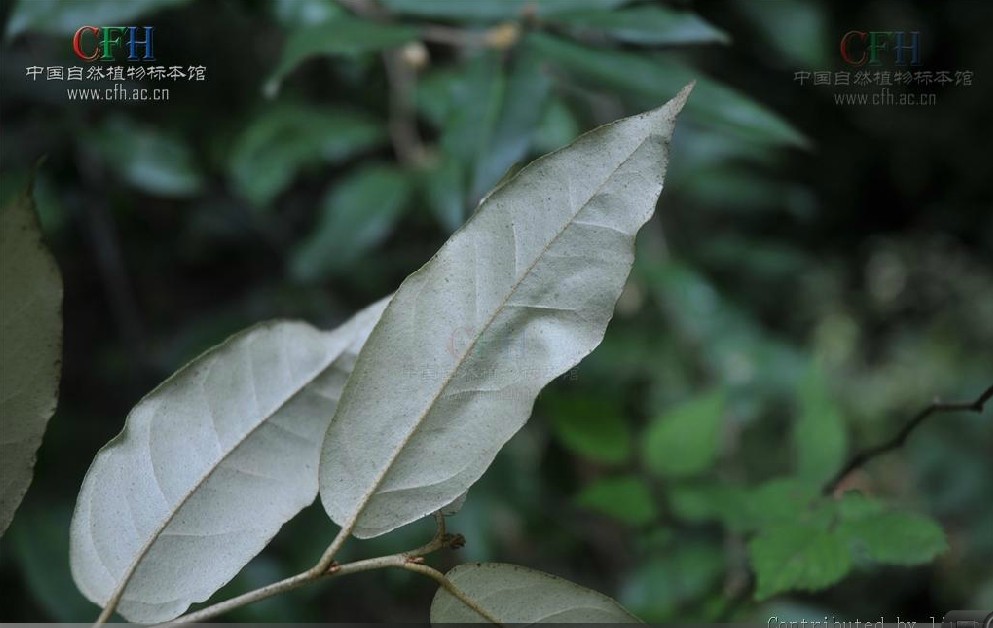  p>胡颓子,别名:蒲颓子,半含春,卢都子,雀儿酥,甜棒子,牛奶子根,石
