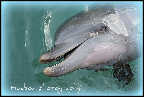  p>宽吻海豚, i>tursiops truncatus  /i>(montagu, 1821), a target=