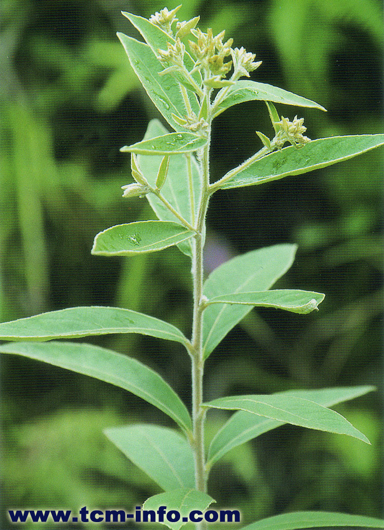  p data-id="gnbhix08ea">牛胆,中药名.