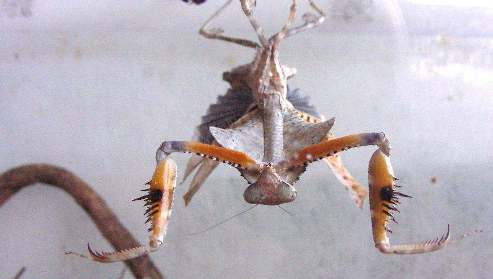  p>勾背枯叶螳螂,学名deroplatys desiccata,是来自马来西亚的大螳螂