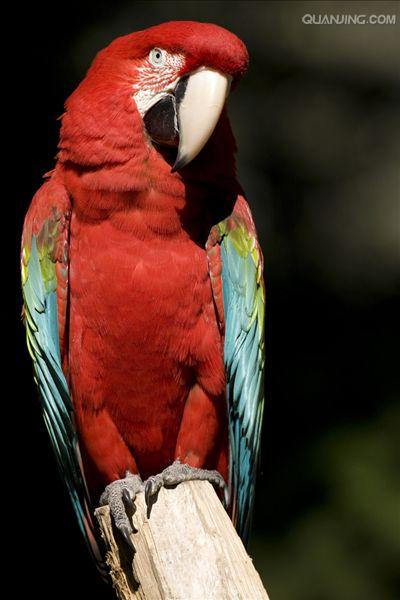  p>红绿金刚鹦鹉(学名: i>ara chloropterus /i>):是鹦鹉科,金刚鹦鹉