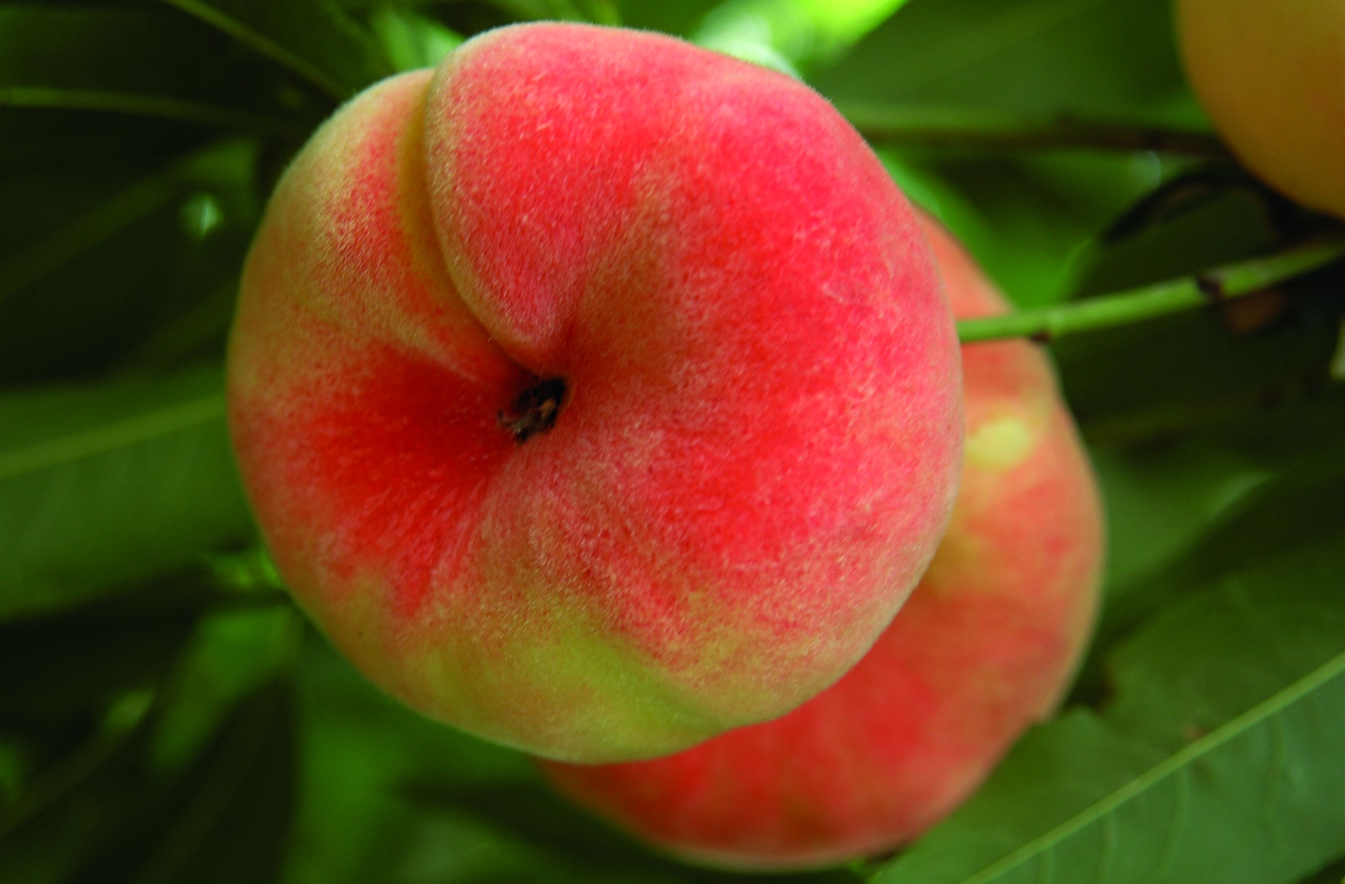  p>蟠桃(学名: i>prunus persica compressa /i>)是 a target="