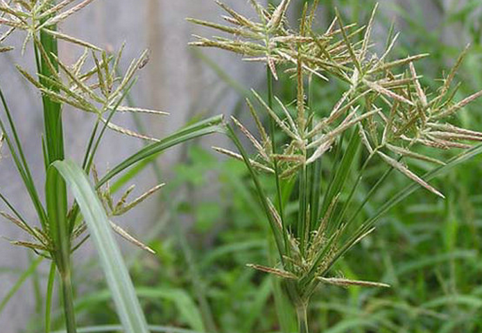 cyperus tuberosus rottb.