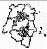  p>厚壁组织(sclerenchyma),一种细胞完成伸展生长时,初生壁上沉积了 