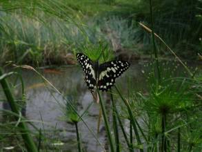  p>毛俭草属是禾本科,高粱族, a target="_blank" href="/item/筒轴茅