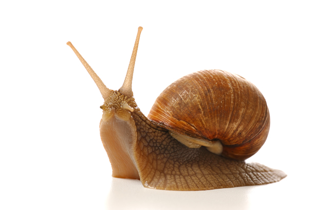蜗牛