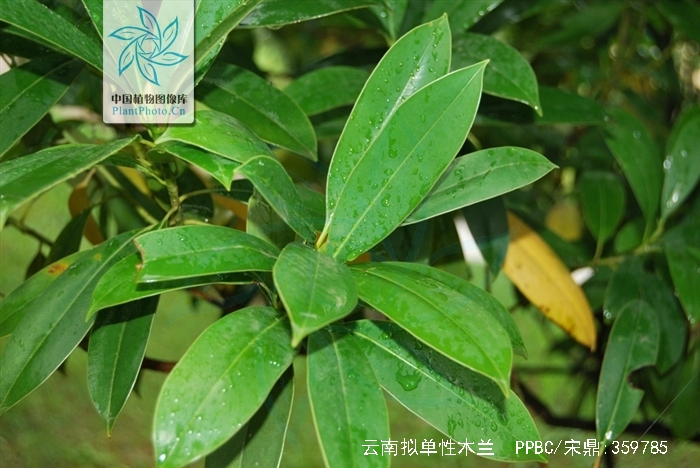 p>云南拟单性木兰(学名: i>parakmeria yunnanensis /i> hu )是木兰