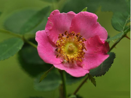  p> b>腺叶扁刺蔷薇 /b>(学名: b> i>rosa sweginzowii /i>var.