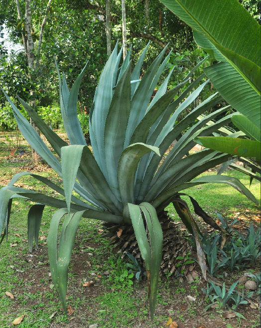 agave americana l.