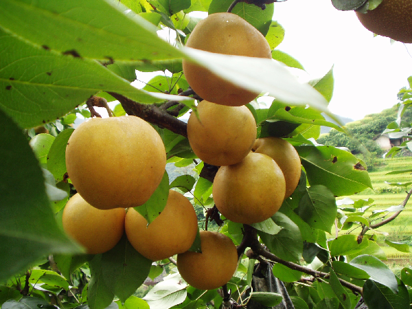 data-lemmaid="9641113">福泉市 /a>特产,全国农产品地理标志