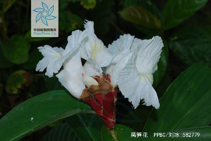  p>莴笋花(学名: i>costus lacerus /i> gagnep)是姜科,闭鞘姜属