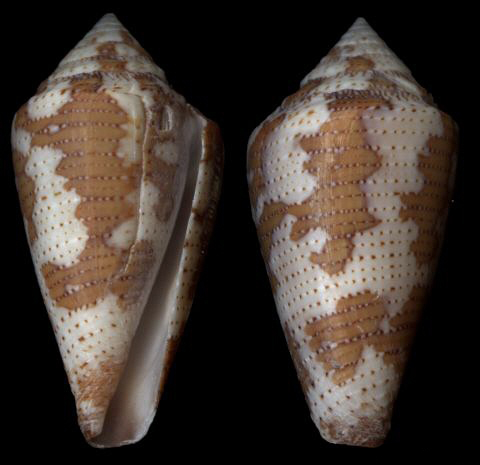  p>达菲芋螺是一种新腹足目,芋螺科类动物.螺壳尺寸42 mm.