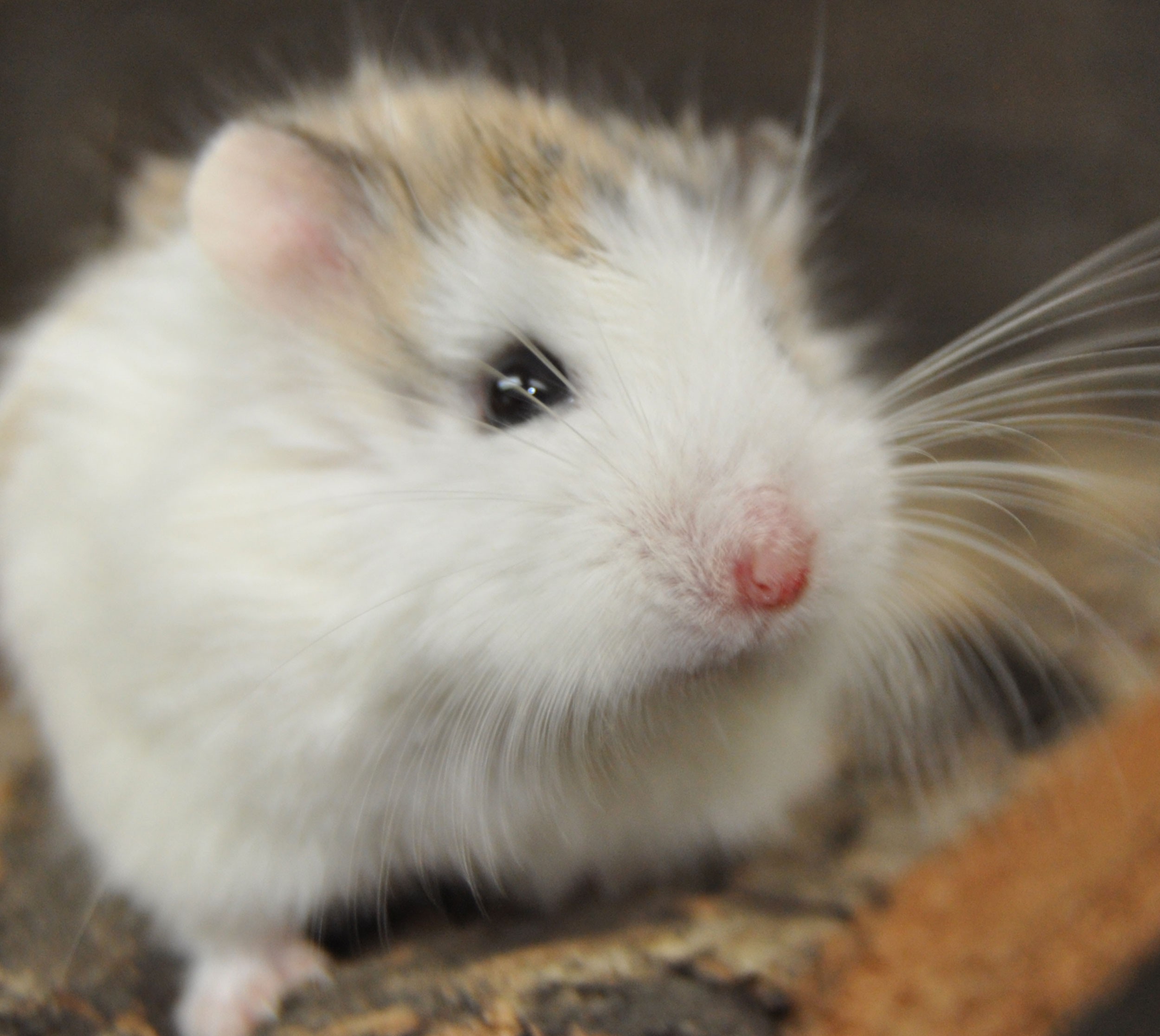 i( a target="_blank" href="/item/罗伯罗夫斯基仓鼠/10106330" data