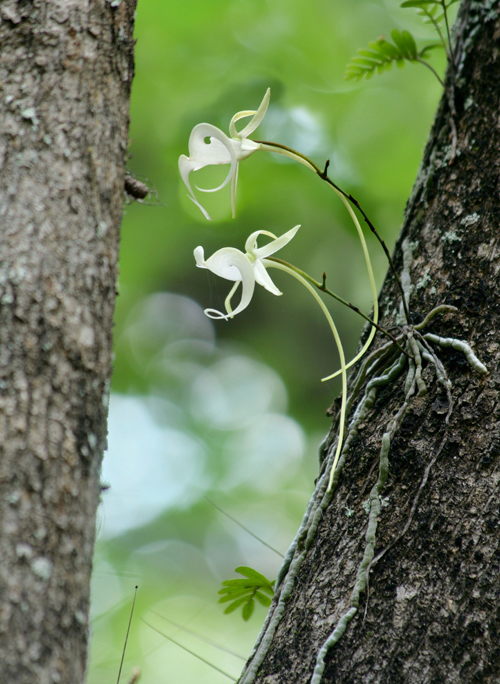  p>鬼兰(学名: i>dendrophylax lindenii /i>)是兰科幽灵兰属植物,多