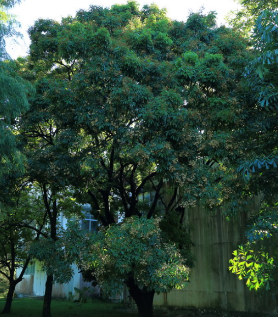  p>海南红豆(学名: i>ormosia pinnata  /i>(lour.) merr.