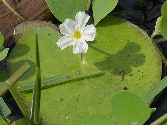  p>刺种莕菜(学名:nymphoides hydrophyllum)睡菜科荇菜属沼泽生浮水