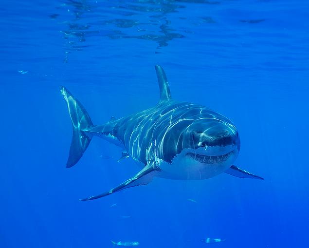 大白鲨