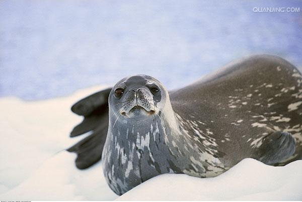 食蟹海豹
