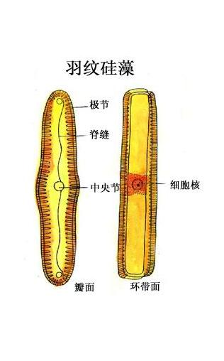  p>硅藻纲(diatoms),属于褐藻类的特殊形态的藻类,是淡水或海水中的