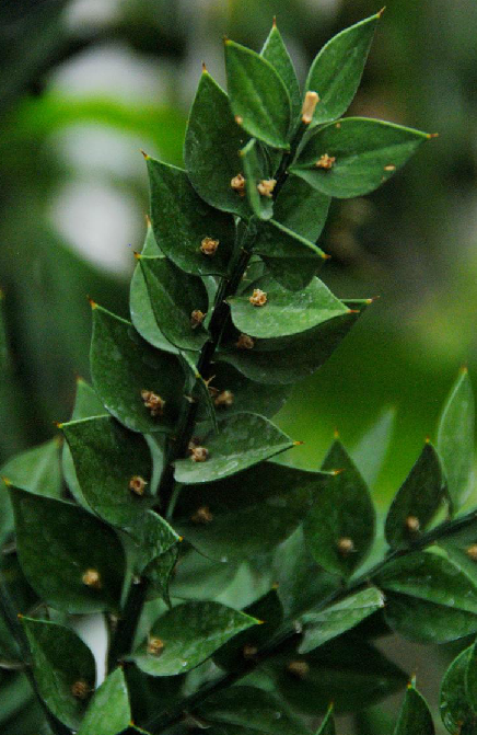  p>假叶树(学名: i>ruscus aculeata  /i>l.