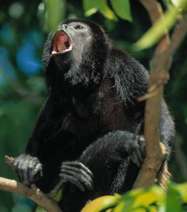  p>鬃毛吼猴(学名: i>alouatta palliata /i>):又名长毛吼猴,共有5个 