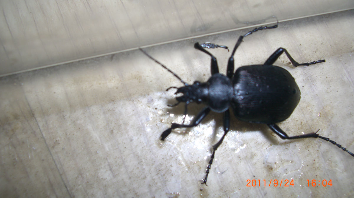  p>大星步甲是属于 a href="#" data-lemmaid="1535103">鞘翅目 /a>