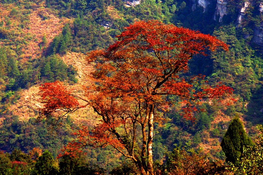 金佛山