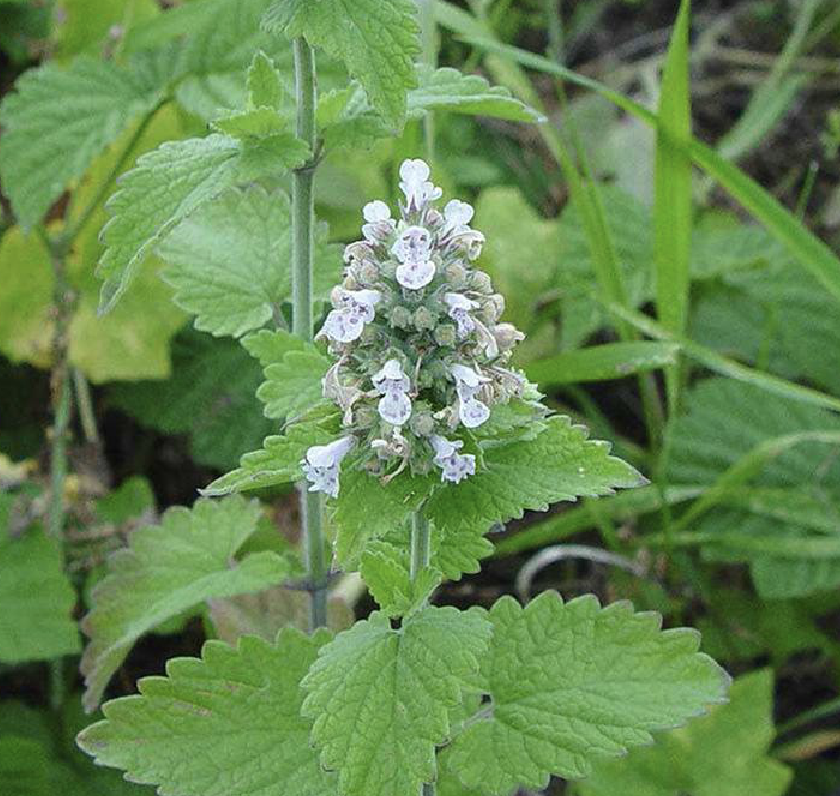 briq.)是唇形科,裂叶荆芥属植物.