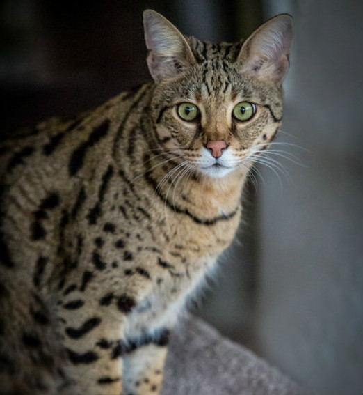 catus /i> ×  i>leptailurus serval /i>),英文名称savannah cat