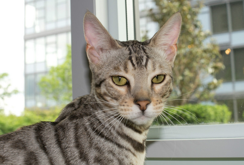 catus /i> ×  i>leptailurus serval /i>),英文名称savannah cat