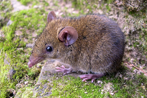  p>海南新毛猬(学名: i>neohylomys hainanensis /i>)是一种身上没有