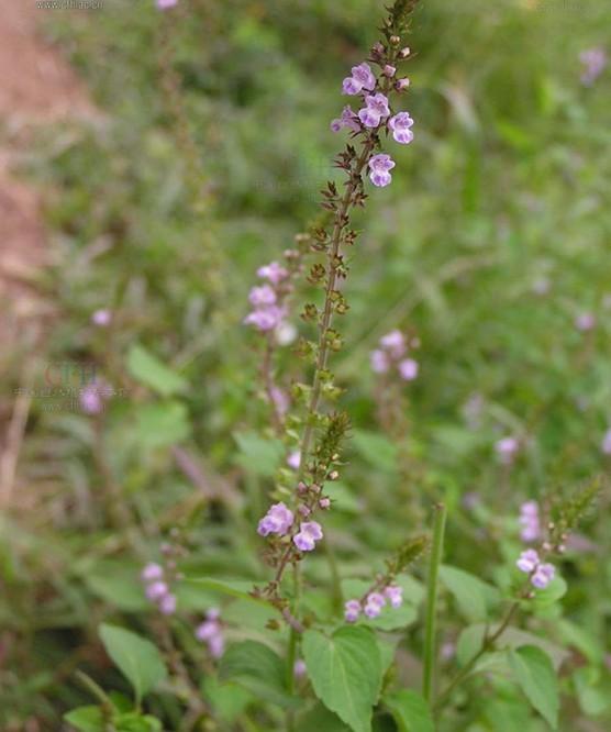 金色庆典茴香味藿香