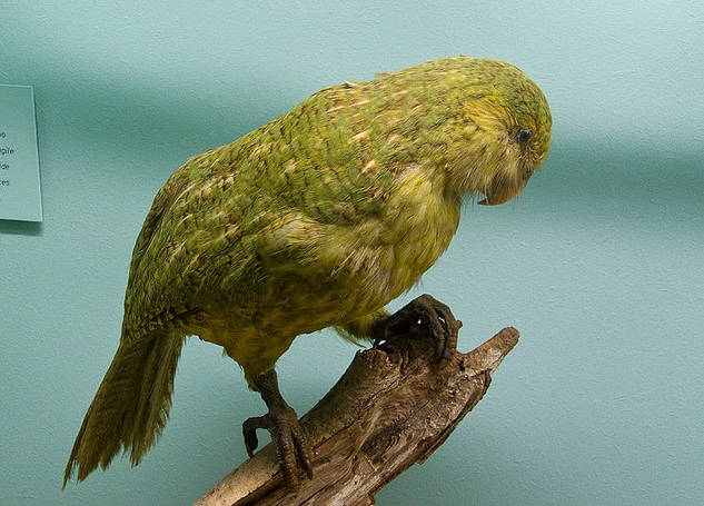  p>鸮鹉是一种外形奇特,唯一一种夜行性,在地面上爬行的鹦鹉科鸟类.