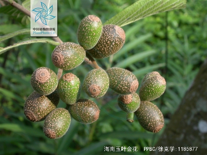  p>海南玉叶金花(学名:mussaenda hainanensis merr.