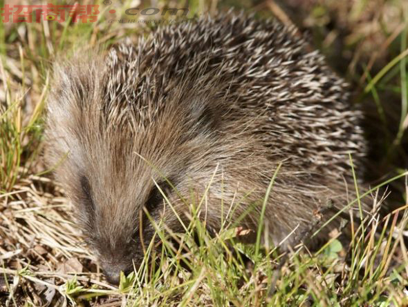  p>远东刺猬(学名: i>erinaceus amurensis  /i>schrenk),别名东北