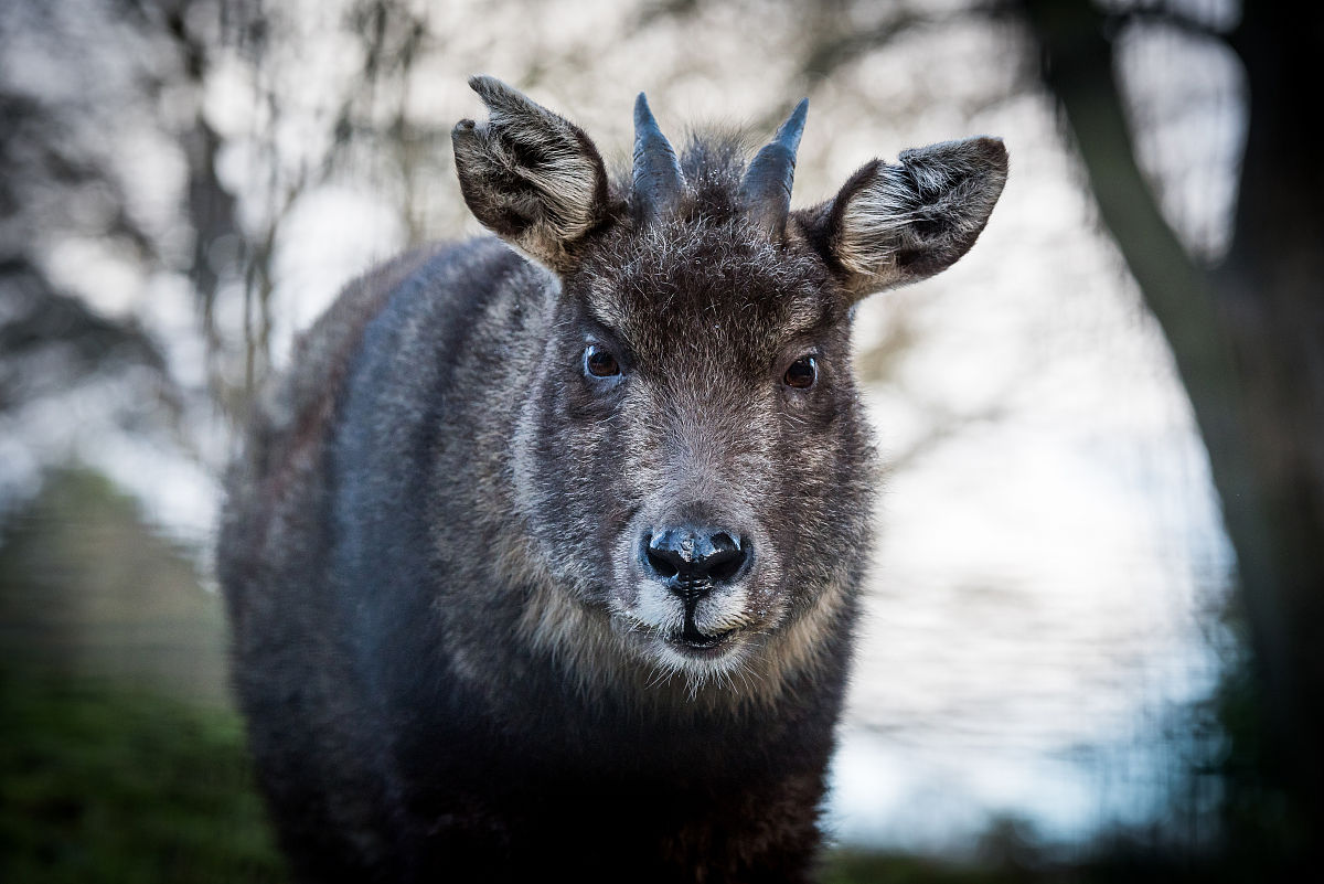  p>中华斑羚(学名: i>naemorhedus griseus /i>)是牛科,斑羚属羊类.