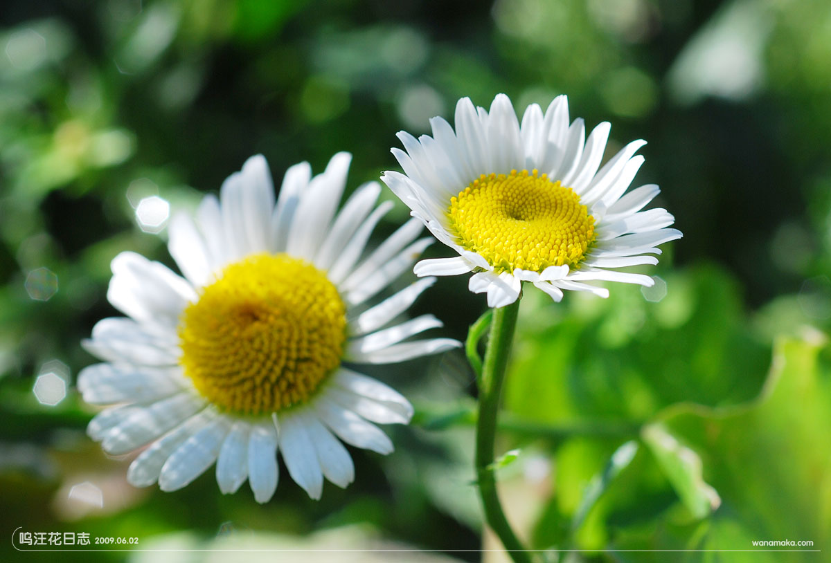  p data-id="ta0wqxsoamhq">茼蒿菊,是菊科木茼蒿属灌木植物.