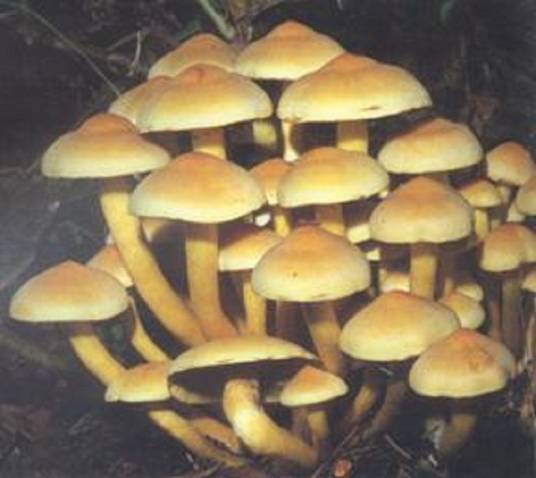 簇生黄韧伞_百度百科