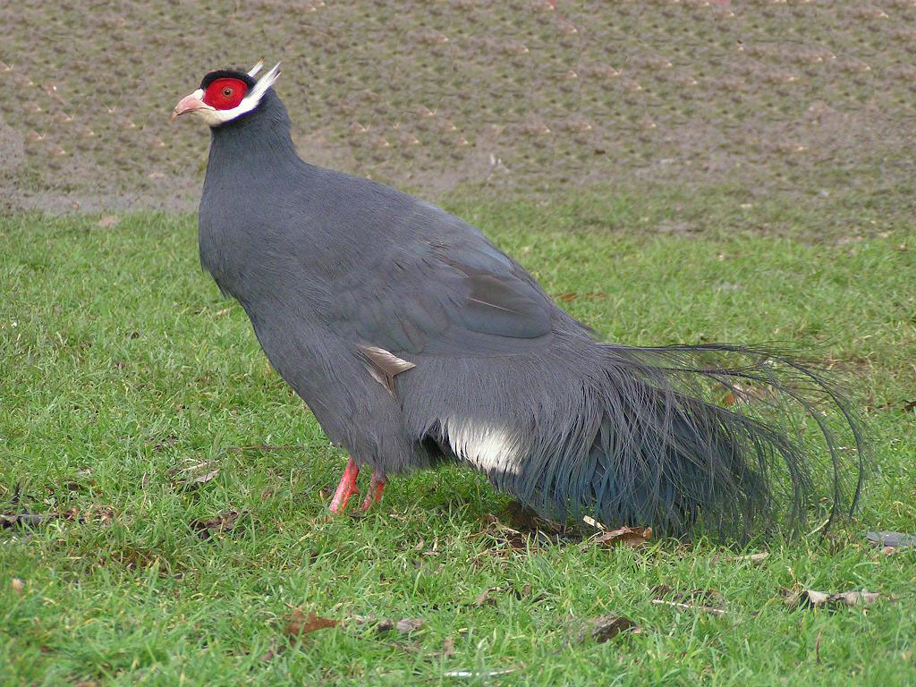  i>oreophasis derbianus /i>,英文名:horned guan)又名角官鸟,属于鸡