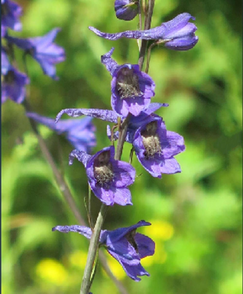  p data-id="gnaqumce9j">东北高翠雀花( i>delphinium korshinskya