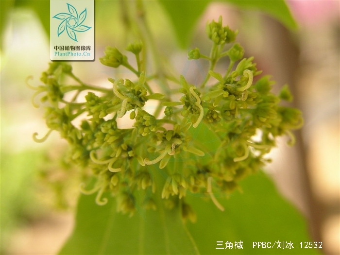  p>三角槭,别名: a target="_blank" href="/item/三角枫/3060892"