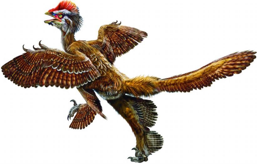 始祖鸟(archaeopteryx)