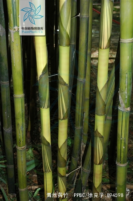  p>青丝黄竹(学名: i>bambusa eutuldoides /i> mcclure var.