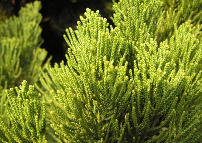  p data-id="gnbjntbub1">柏树叶又名柏木叶,柏